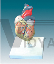 The model of natural size heart